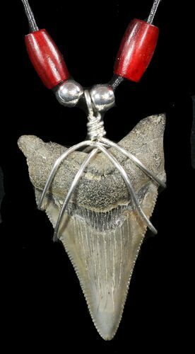 Fossil Angustiden Tooth Necklace - Megalodon Ancestor #47536